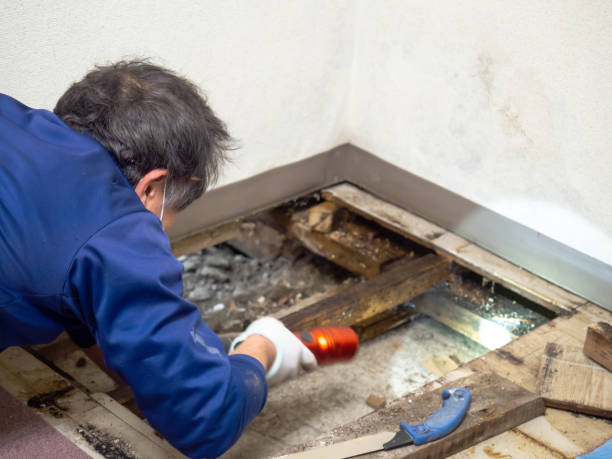 Best Mold Removal Company Near Me  in Marine, IL