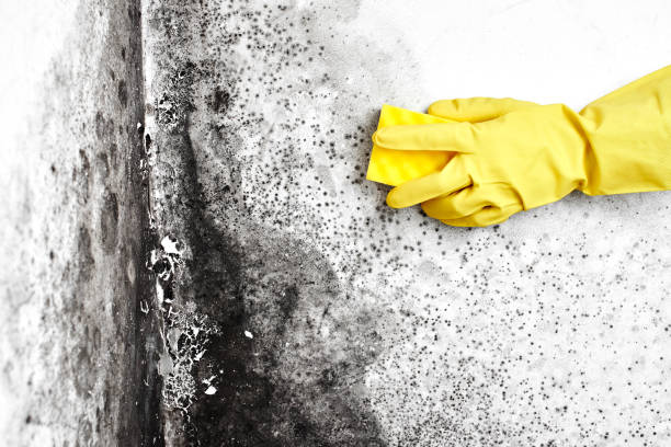 Best Toxic Mold Removal  in Marine, IL