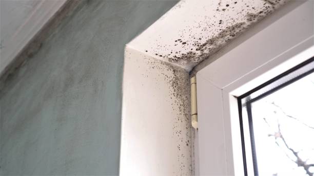 Home Mold Removal in Marine, IL