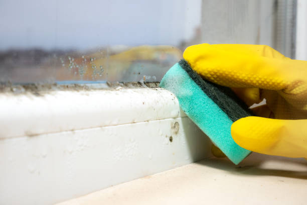 Best Residential Mold Removal  in Marine, IL