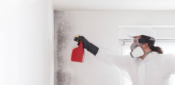 Best Attic Mold Removal  in Marine, IL