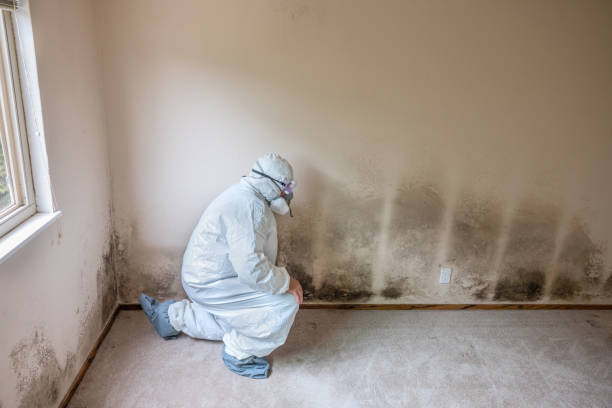 Best Local Mold Removal Service  in Marine, IL