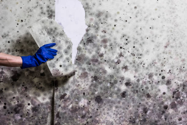 Marine, IL Mold Removal Company